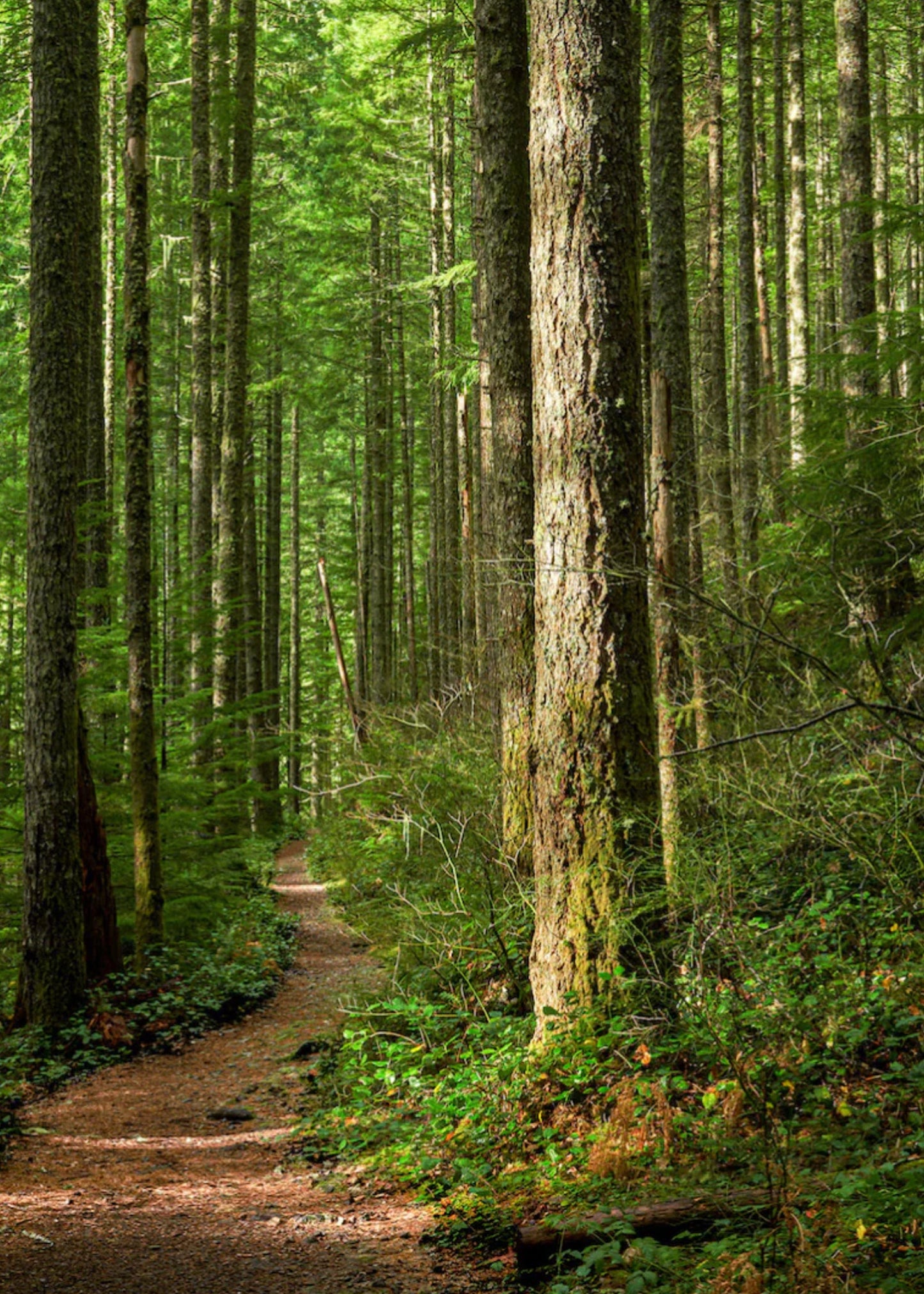 Bio Raumspray Shinrin Yoku Waldbaden