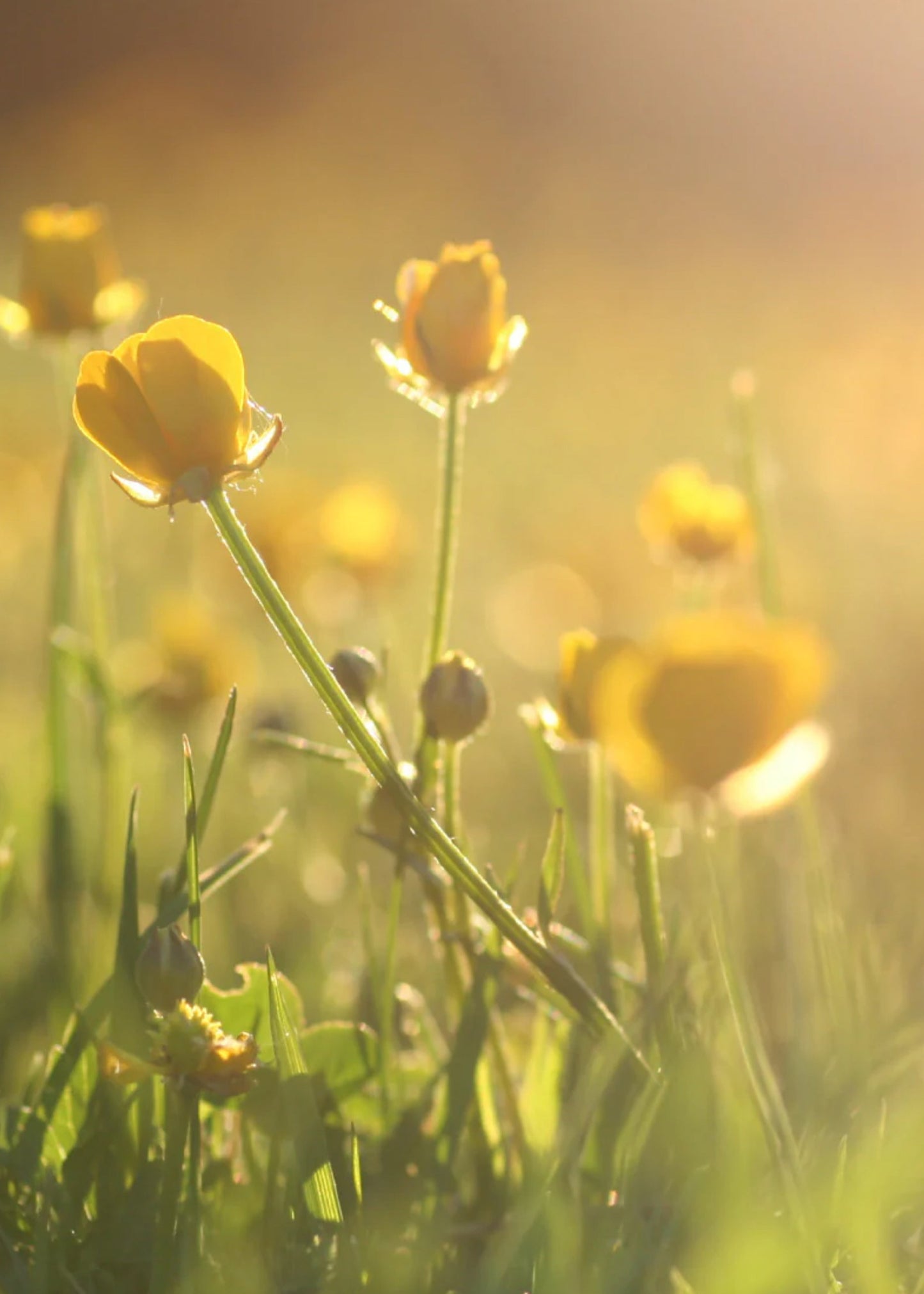 Bio Raumduft Sunshine in a Bottle